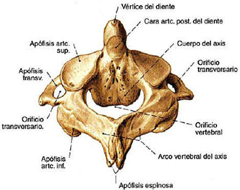 Metodo de maduración ósea de las vertebras cervicales, en pacientes del  Diplomado de Ortodoncia Interceptiva, UGAMA - 2006